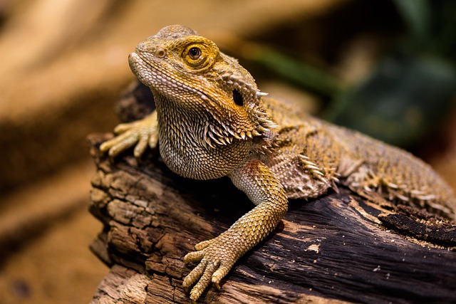 4. Creating an Enriching⁤ Environment for Your Bearded Dragon: Affordable Accessories and Toys