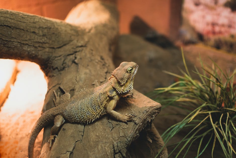 Creating​ an ⁤Enchanting Bearded Dragon Paradise: Turn Your Fantasies into Reality!