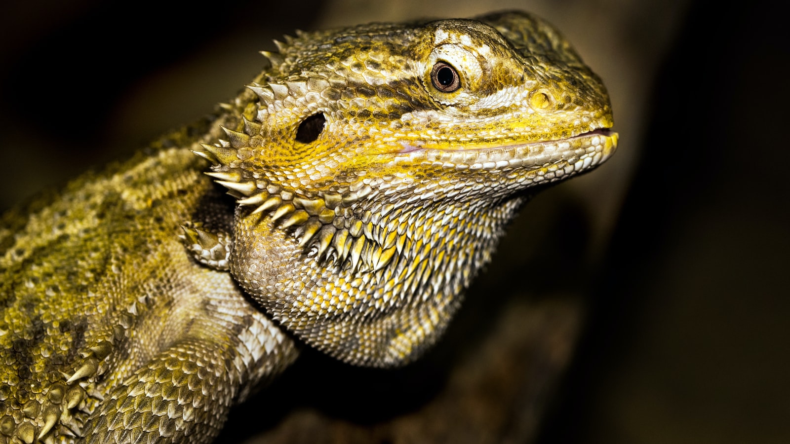 3. Choosing the Perfect Substrate and Lighting for Your Bearded Dragon's Habitat