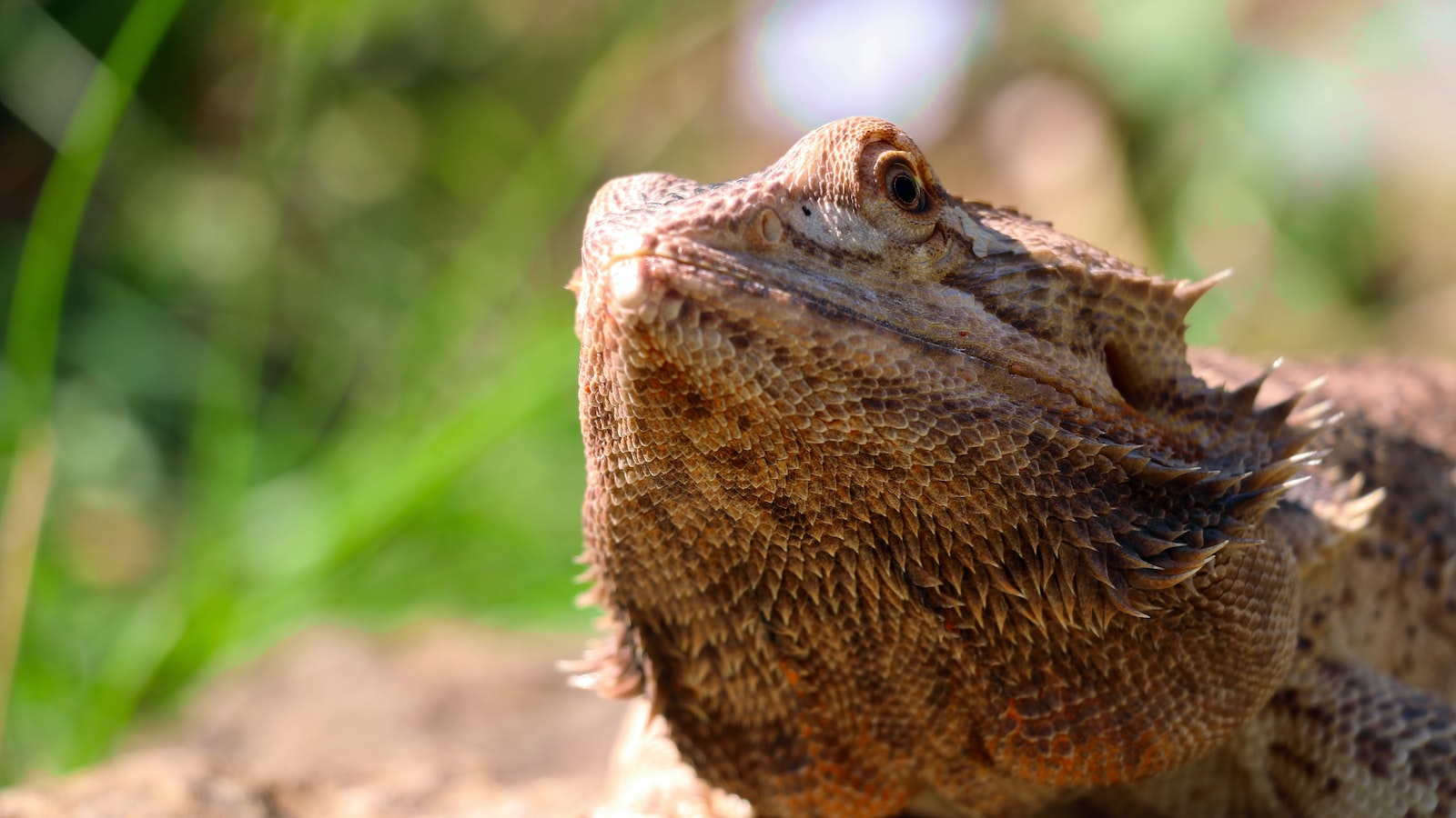 Unleash Your Bearded Dragon's Natural Instincts with the Perfect Habitat