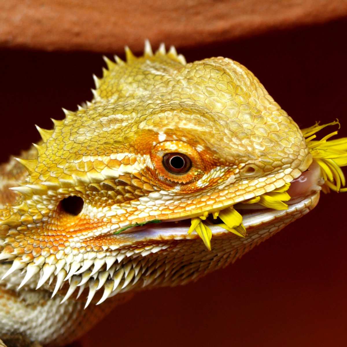 From Thrifty ⁤to High-End: The Ultimate Bearded Dragon Habitat Guide!