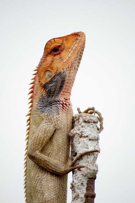 2. Choosing the Best Substrate: Understanding the ‌Benefits and Drawbacks for Your Bearded Dragon's Home