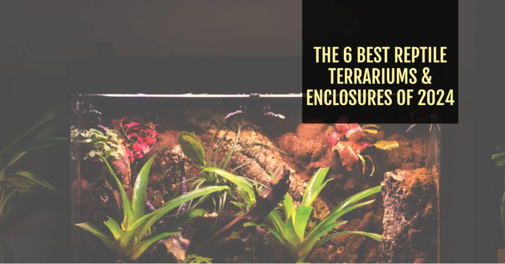 The 6 Best Reptile Terrariums & Enclosures of 2024